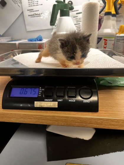 Shelter Stray Female Cat last seen S Cedar Ave & E Manning Ave, Fresno Zone Fresno CO 1A 93725, CA, 1510 W Dan Ronquillo Dr, Fresno, CA 93706, USA