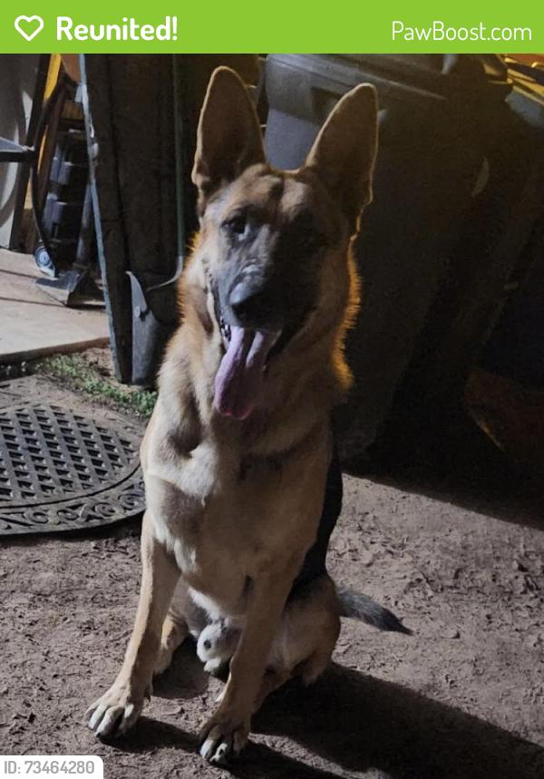 Reunited Male Dog last seen Navajo and Bear Valley Rd, Apple Valley, CA 92307