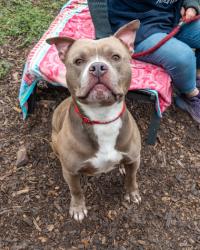 Shelter Stray Male Dog last seen Near Brookfield Ln Decatur Georgia 30032, 30032, GA, 3280 Chamblee Dunwoody Rd, Chamblee, GA 30341, USA