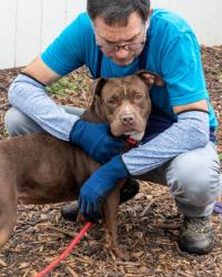 Shelter Stray Female Dog last seen Near E Ponce De Leon Ave, 30083, GA, 3280 Chamblee Dunwoody Rd, Chamblee, GA 30341, USA