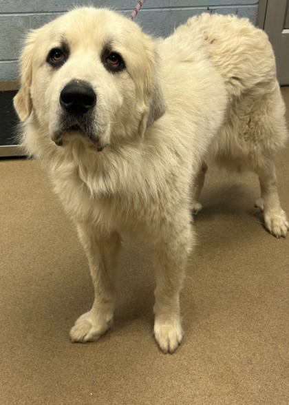 Shelter Stray Male Dog last seen Near Barbashela Dr, 30088, GA, 3280 Chamblee Dunwoody Rd, Chamblee, GA 30341, USA