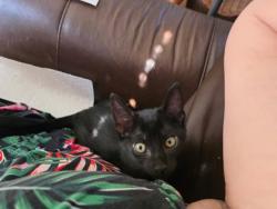 Shelter Stray Male Cat last seen Near N Indian Creek Dr, Clarkston, GA 30021, 30021, GA, 3280 Chamblee Dunwoody Rd, Chamblee, GA 30341, USA