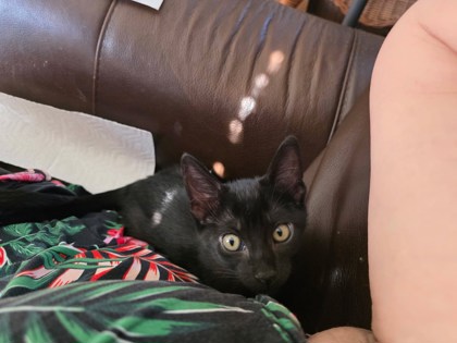 Shelter Stray Male Cat last seen Near N Indian Creek Dr, Clarkston, GA 30021, 30021, GA, 3280 Chamblee Dunwoody Rd, Chamblee, GA 30341, USA