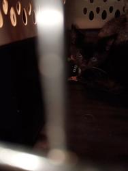 Shelter Stray Male Cat last seen Near General Truman St, Atlanta, GA, 1251 Fulton Industrial Blvd NW, Atlanta, GA 30336, USA