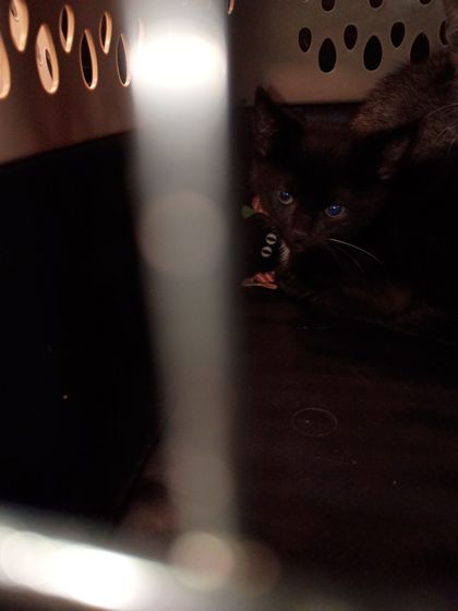 Shelter Stray Male Cat last seen Near General Truman St, Atlanta, GA, 1251 Fulton Industrial Blvd NW, Atlanta, GA 30336, USA