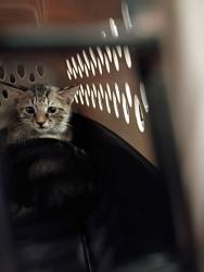Shelter Stray Male Cat last seen Near General Truman St, Atlanta, GA, 1251 Fulton Industrial Blvd NW, Atlanta, GA 30336, USA