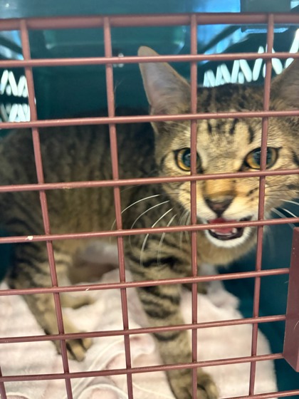Shelter Stray Male Cat last seen Near Godby Rd, College Park, GA, 1251 Fulton Industrial Blvd NW, Atlanta, GA 30336, USA
