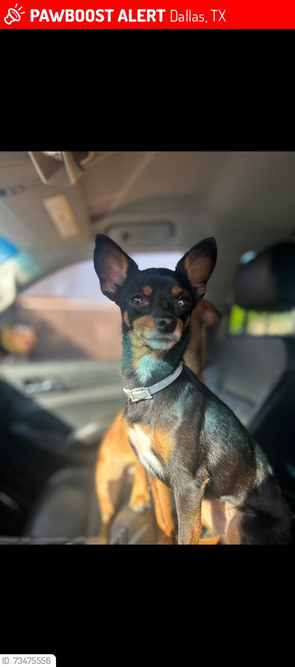 Lost Female Dog last seen hampton and Ledbetter, Dallas, TX 75232