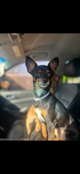 Lost Female Dog last seen hampton and Ledbetter, Dallas, TX 75232