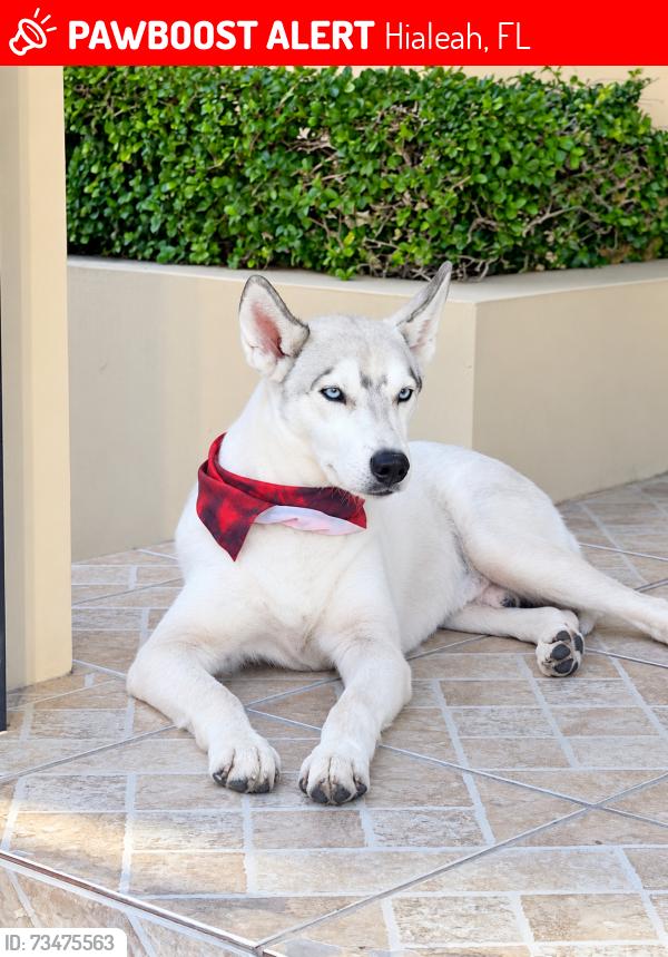 Lost Male Dog last seen Near st east, Hialeah, FL 33013