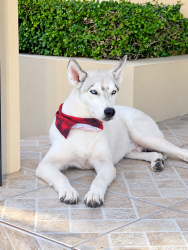 Lost Male Dog last seen Near st east, Hialeah, FL 33013
