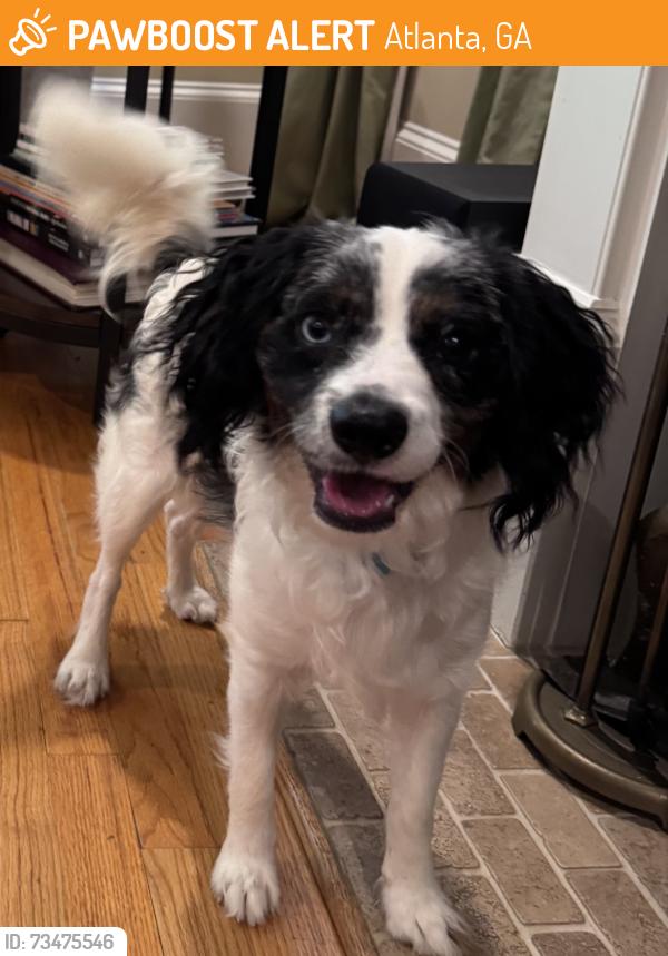 Found/Stray Male Dog last seen Oakview & Lakeview Dr SE, Atlanta, GA 30317