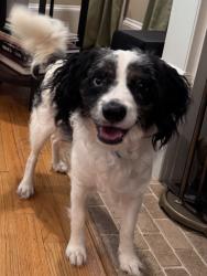 Found/Stray Male Dog last seen Oakview & Lakeview Dr SE, Atlanta, GA 30317
