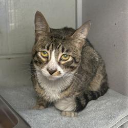 Shelter Stray Male Cat last seen Near S McCallan Way, MURRAY CITY, UT, 84123, 511 W 3900 S, Salt Lake City, UT 84123, USA