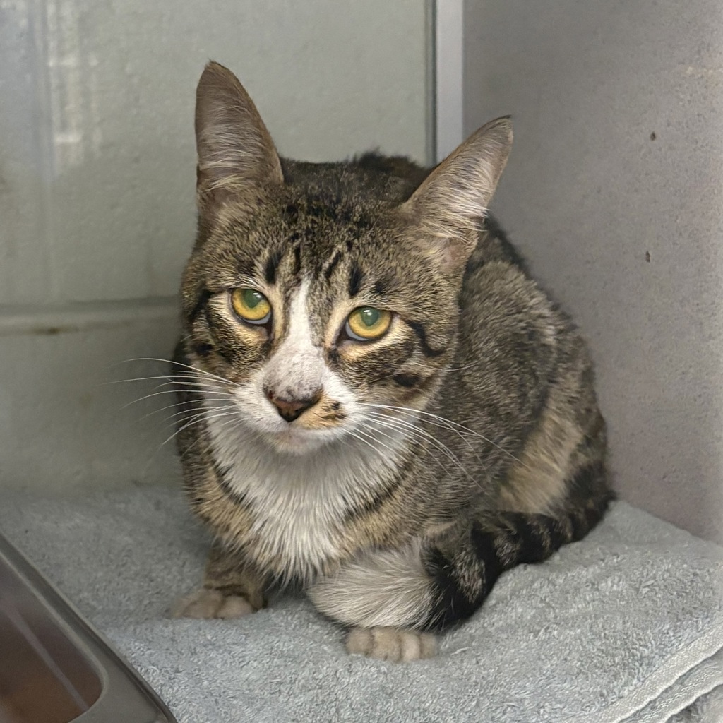 Shelter Stray Male Cat last seen Near S McCallan Way, MURRAY CITY, UT, 84123, 511 W 3900 S, Salt Lake City, UT 84123, USA