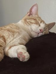 Reunited Male Cat last seen Scotland Rd & Bonnymede, Pueblo, CO 81001