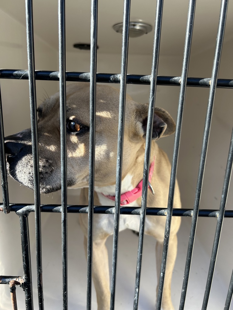 Shelter Stray Female Dog last seen Broad Street, VIRGINA BEACH, VA, 341 S Birdneck Rd, Virginia Beach, VA 23451, USA