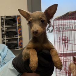 Shelter Stray Female Dog last seen Ashford Street, San Diego, CA, 92111, 5500 Gaines St, San Diego, CA 92110, USA