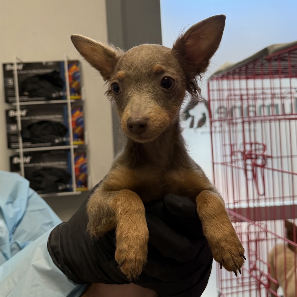 Shelter Stray Female Dog last seen Ashford Street, San Diego, CA, 92111, 5500 Gaines St, San Diego, CA 92110, USA