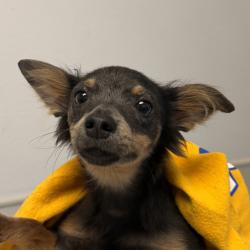 Shelter Stray Female Dog last seen Ashford Street, San Diego, CA, 92111, 5500 Gaines St, San Diego, CA 92110, USA