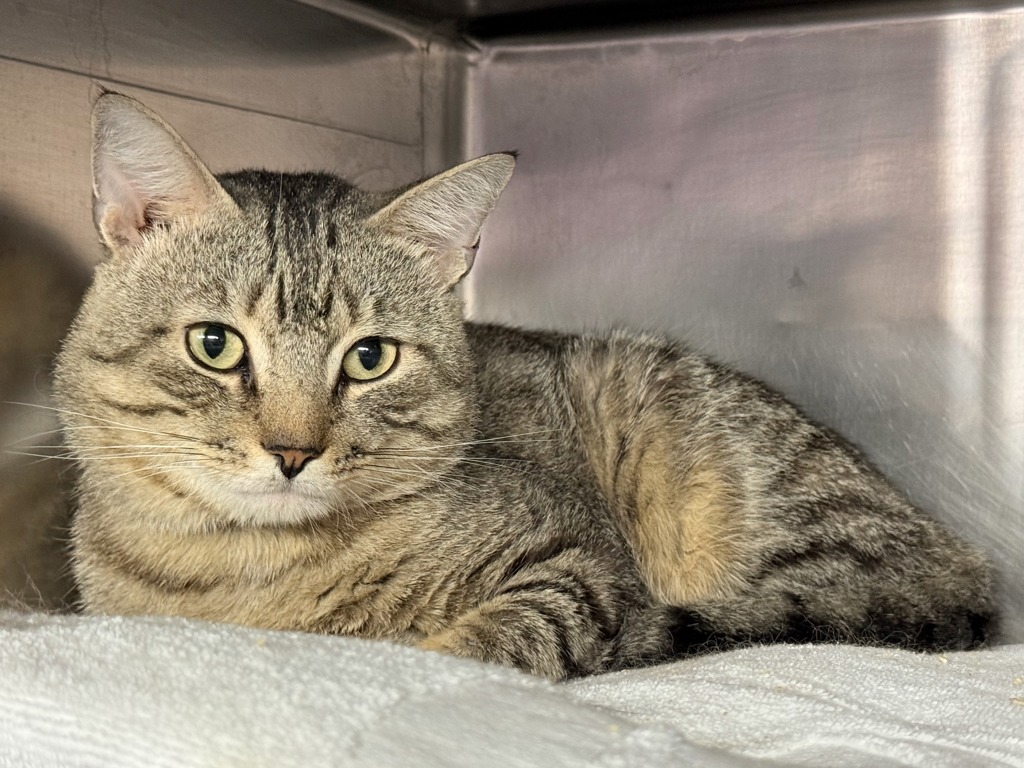 Shelter Stray Male Cat last seen E127th Street & Park Avenue, NEW YORK, NY, 10035, 326 E 110th St, New York, NY 10029, USA