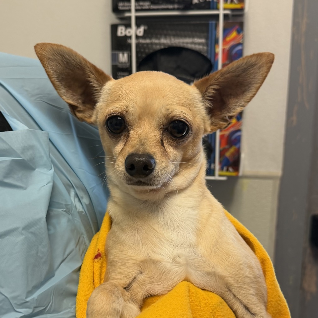 Shelter Stray Male Dog last seen Ashford Street, San Diego, CA, 92111, 5500 Gaines St, San Diego, CA 92110, USA