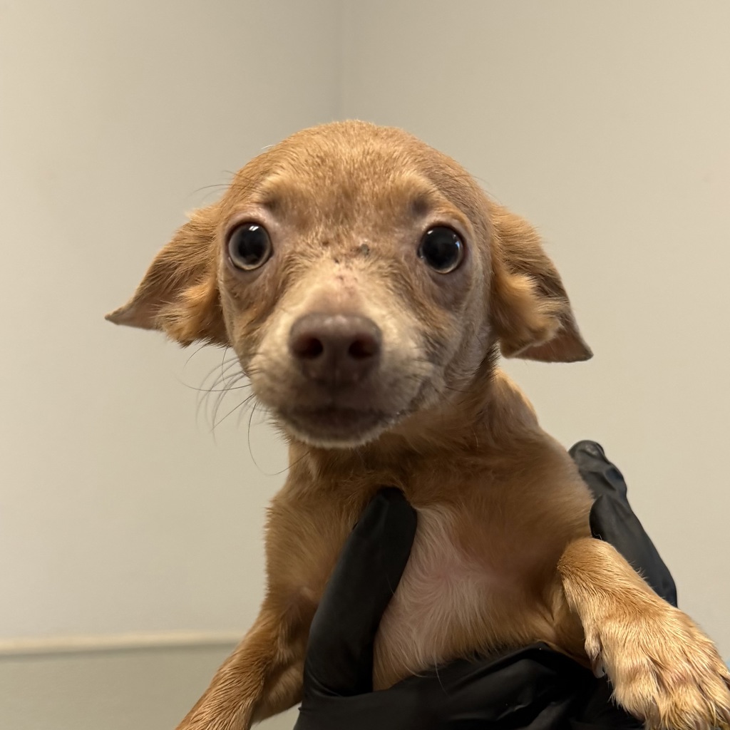 Shelter Stray Male Dog last seen Ashford Street, San Diego, CA, 92111, 5500 Gaines St, San Diego, CA 92110, USA
