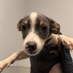Shelter Stray Male Dog last seen Ashford Street, San Diego, CA, 92111, 5500 Gaines St, San Diego, CA 92110, USA