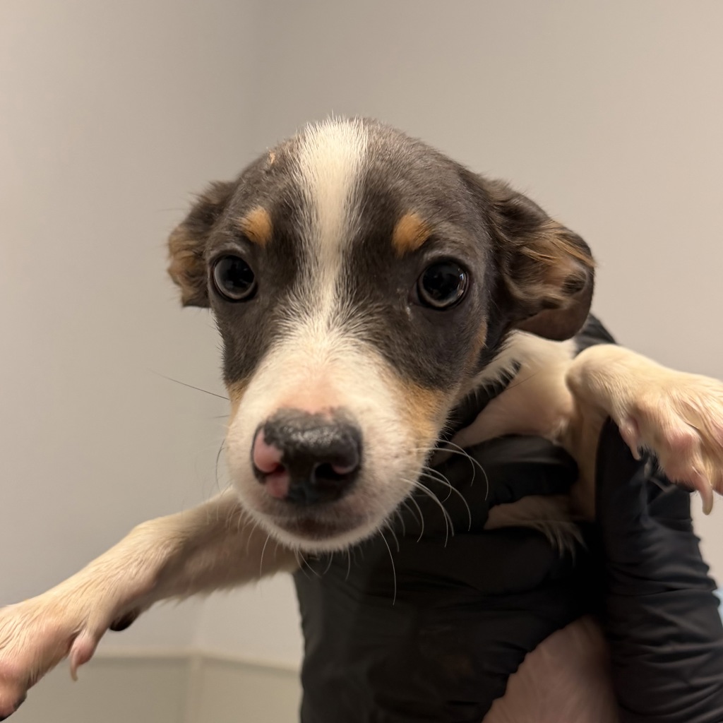 Shelter Stray Male Dog last seen Ashford Street, San Diego, CA, 92111, 5500 Gaines St, San Diego, CA 92110, USA
