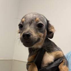 Shelter Stray Female Dog last seen Ashford Street, San Diego, CA, 92111, 5500 Gaines St, San Diego, CA 92110, USA