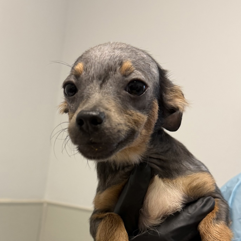 Shelter Stray Female Dog last seen Ashford Street, San Diego, CA, 92111, 5500 Gaines St, San Diego, CA 92110, USA