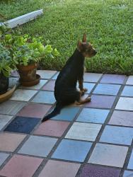 Reunited Female Dog last seen Gross rd and Sara dr, Mesquite, TX 75149