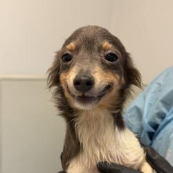 Shelter Stray Male Dog last seen Ashford Street, San Diego, CA, 92111, 5500 Gaines St, San Diego, CA 92110, USA