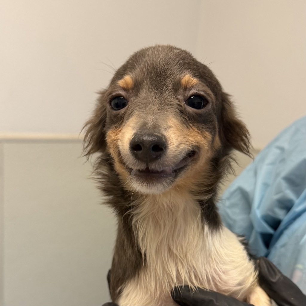 Shelter Stray Male Dog last seen Ashford Street, San Diego, CA, 92111, 5500 Gaines St, San Diego, CA 92110, USA