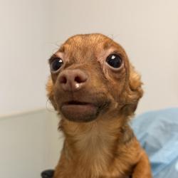 Shelter Stray Female Dog last seen Ashford Street, San Diego, CA, 92111, 5500 Gaines St, San Diego, CA 92110, USA