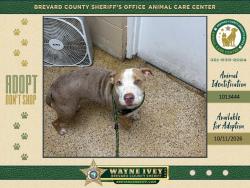 Shelter Stray Female Dog last seen FL, 5100 W Eau Gallie Blvd, Melbourne, FL 32934, USA