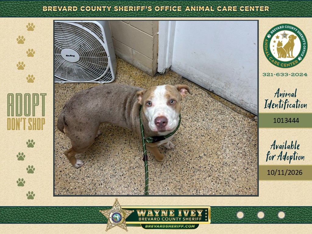 Shelter Stray Female Dog last seen FL, 5100 W Eau Gallie Blvd, Melbourne, FL 32934, USA