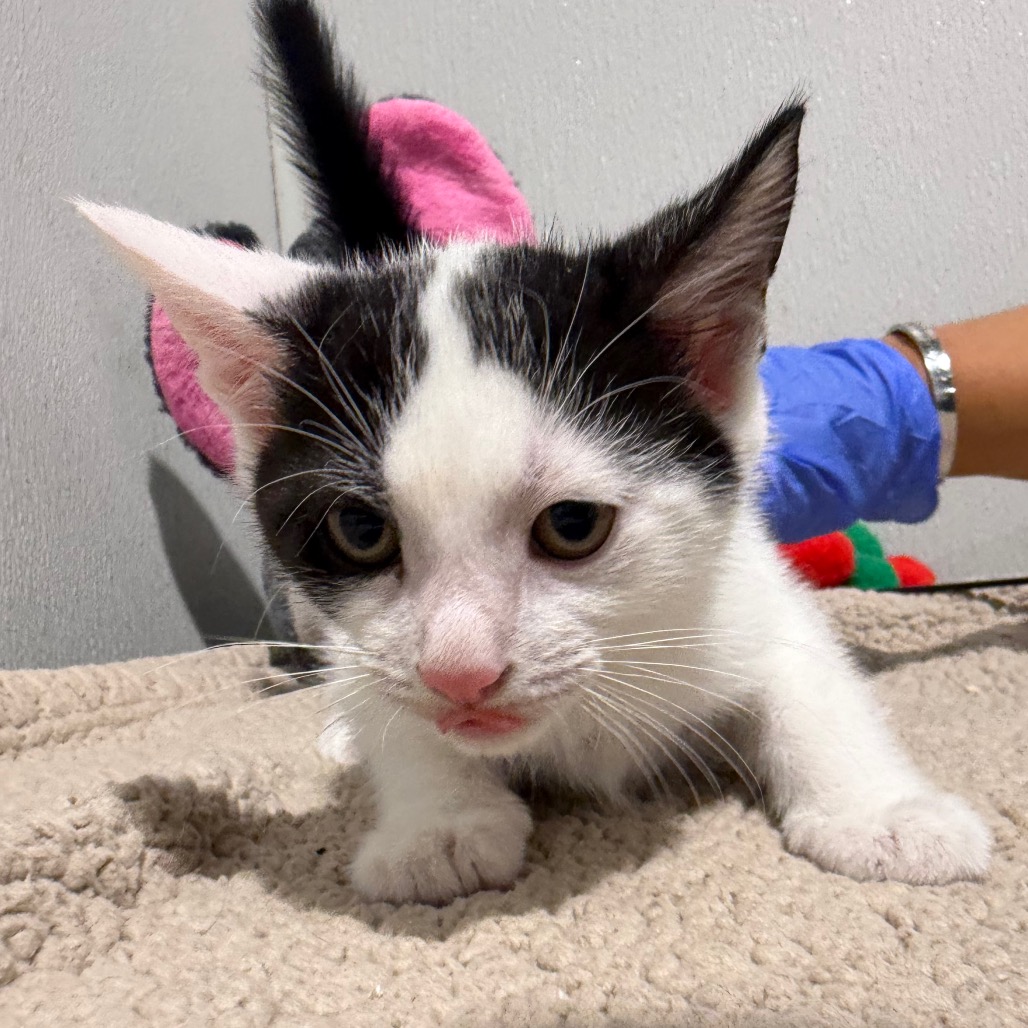 Shelter Stray Male Cat last seen , 3607 N Armenia Ave, Tampa, FL 33607, USA