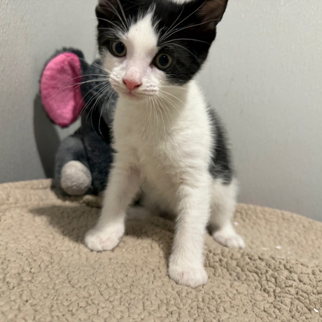 Shelter Stray Male Cat last seen , 3607 N Armenia Ave, Tampa, FL 33607, USA