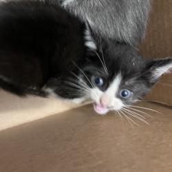 Shelter Stray Female Cat last seen , 3607 N Armenia Ave, Tampa, FL 33607, USA