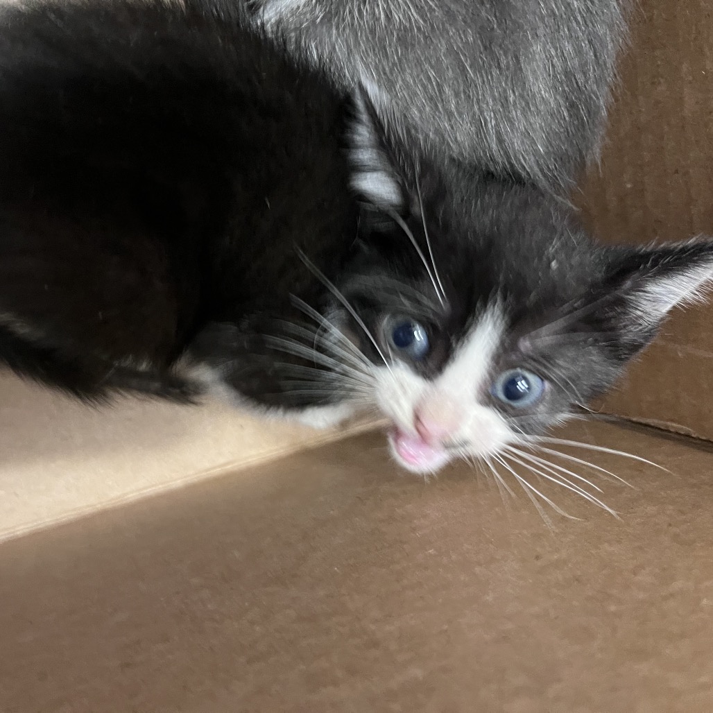 Shelter Stray Female Cat last seen , 3607 N Armenia Ave, Tampa, FL 33607, USA