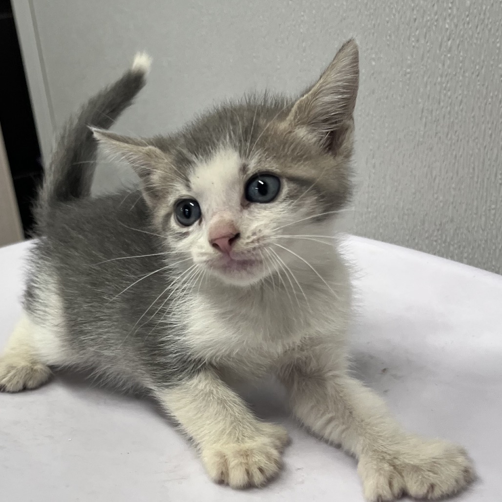 Shelter Stray Male Cat last seen , 3607 N Armenia Ave, Tampa, FL 33607, USA
