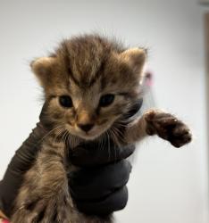 Shelter Stray Male Cat last seen Near Sicard Street, San Diego, CA, 92113, 5500 Gaines St, San Diego, CA 92110, USA
