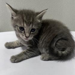 Shelter Stray Female Cat last seen , 3607 N Armenia Ave, Tampa, FL 33607, USA