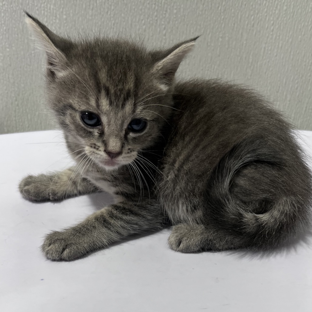 Shelter Stray Female Cat last seen , 3607 N Armenia Ave, Tampa, FL 33607, USA