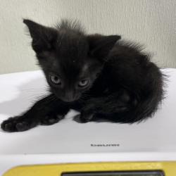 Shelter Stray Male Cat last seen , 3607 N Armenia Ave, Tampa, FL 33607, USA