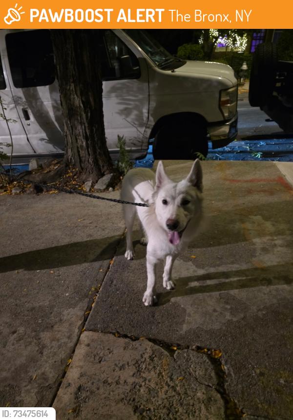 Found/Stray Male Dog last seen Kingsbridge terrace, The Bronx, NY 10463
