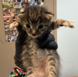 Shelter Stray Female Cat last seen Near Sicard Street, San Diego, CA, 92113, 5500 Gaines St, San Diego, CA 92110, USA