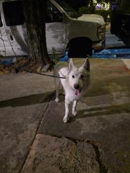 Found/Stray Male Dog last seen Kingsbridge terrace, The Bronx, NY 10463