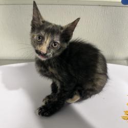 Shelter Stray Female Cat last seen , 3607 N Armenia Ave, Tampa, FL 33607, USA